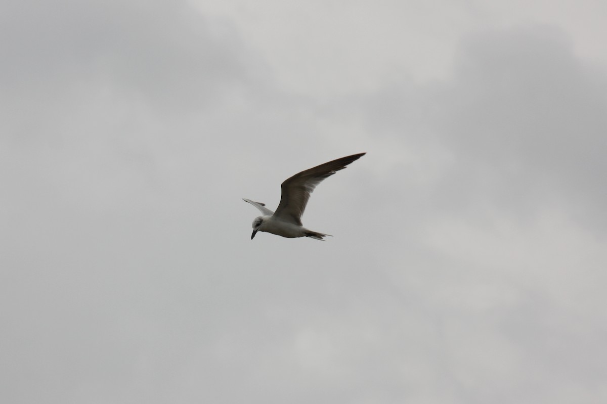 Gull-billed Tern - Tyler Joyner
