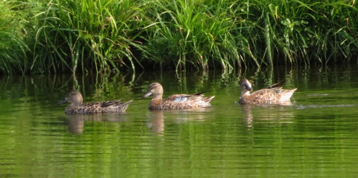 Blue-winged Teal - Susan Cline