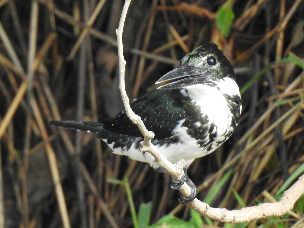 Amazon Kingfisher - Angela Soto