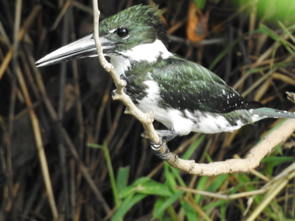 Amazon Kingfisher - ML264653101