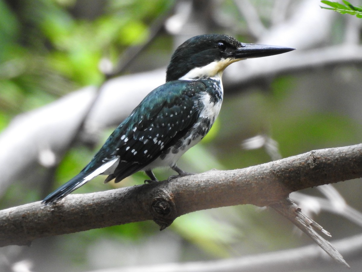 Green Kingfisher - ML264653641