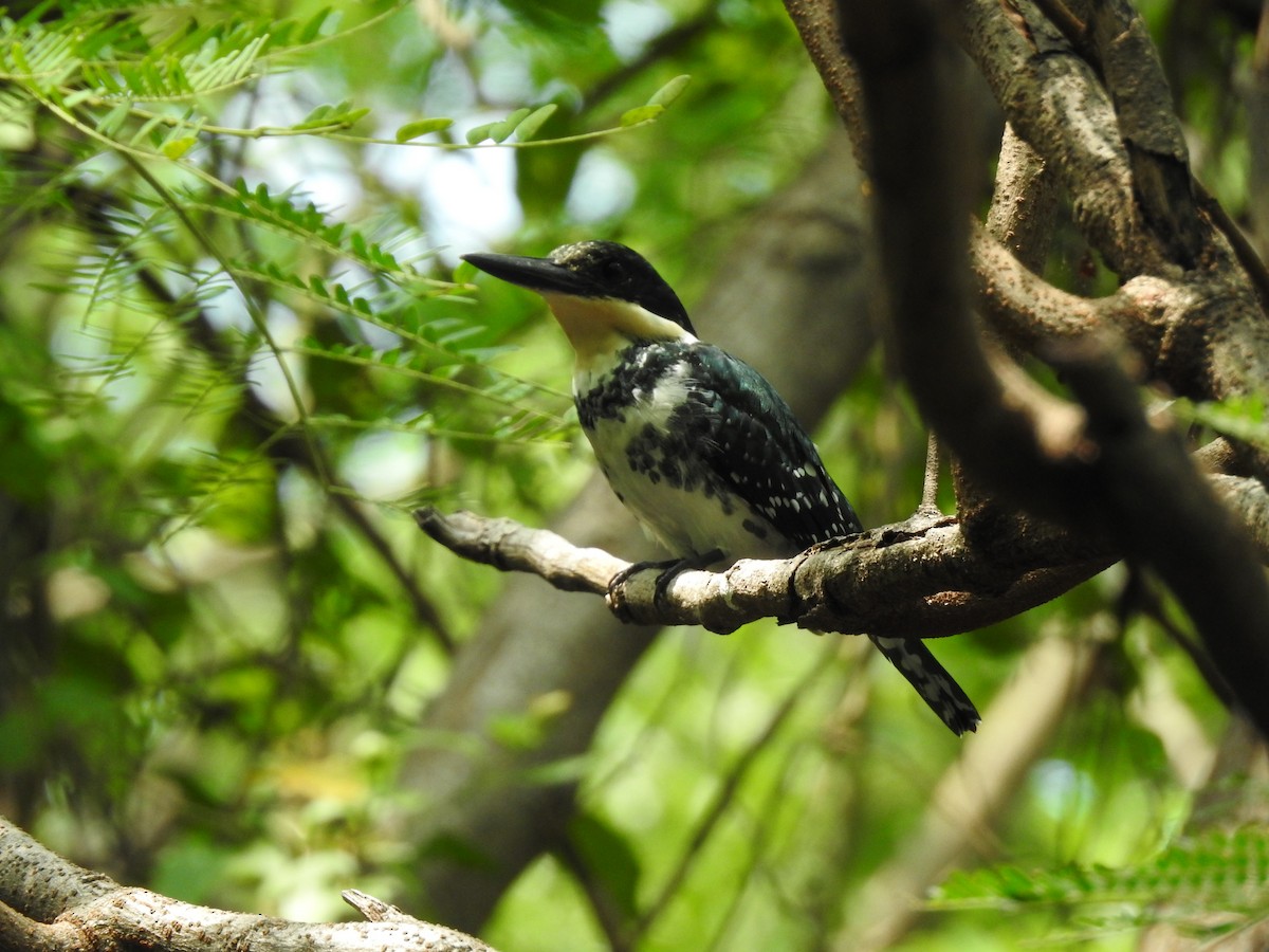 Green Kingfisher - ML264653661