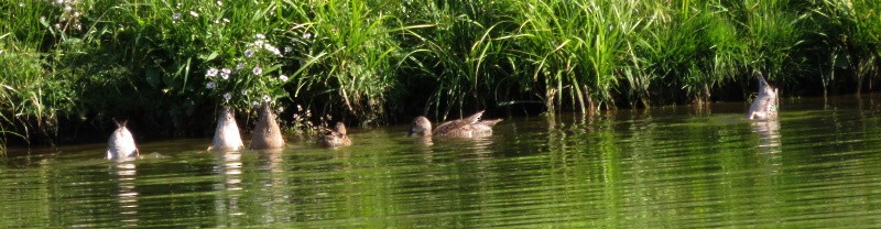 Blue-winged Teal - Susan Cline