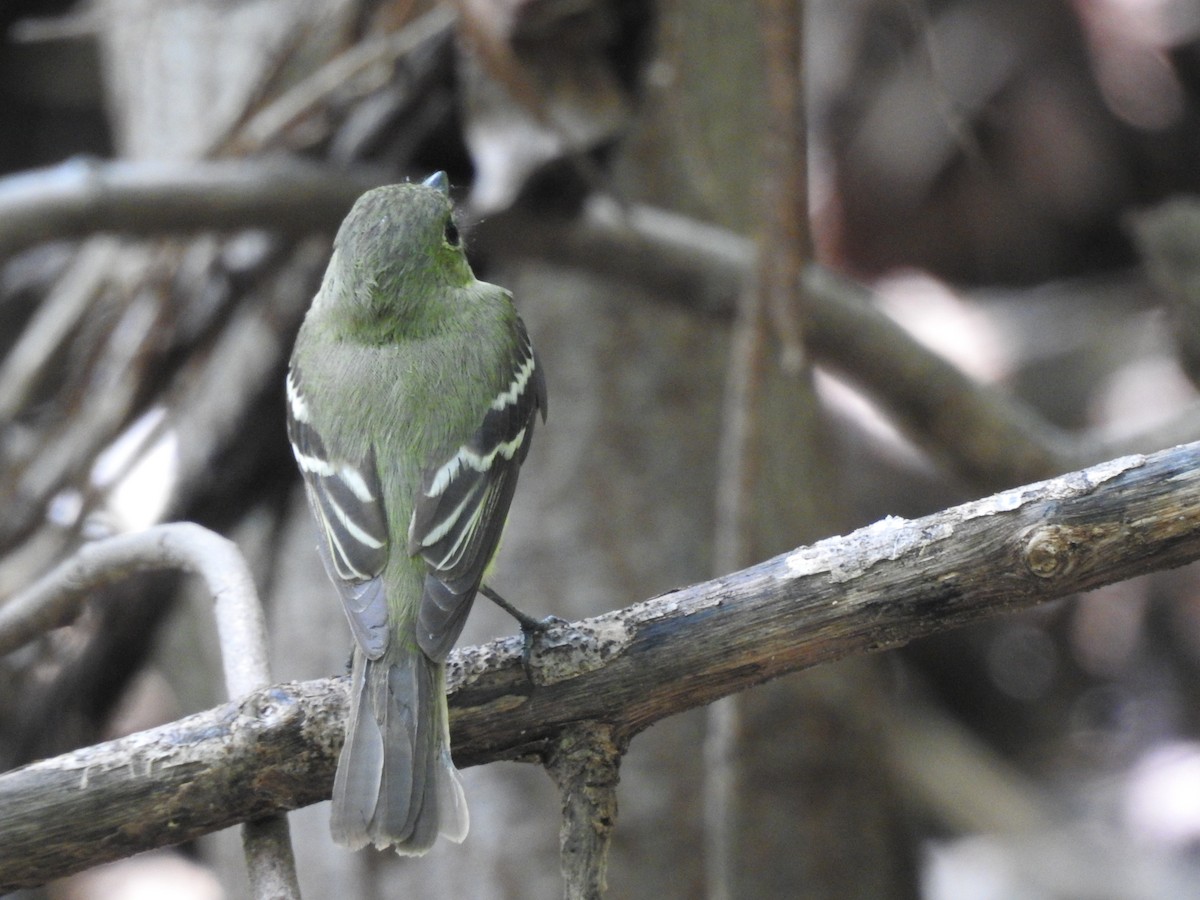 Yellow-bellied Flycatcher - ML264654051