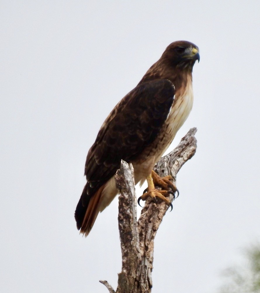 Red-tailed Hawk - ML264654591
