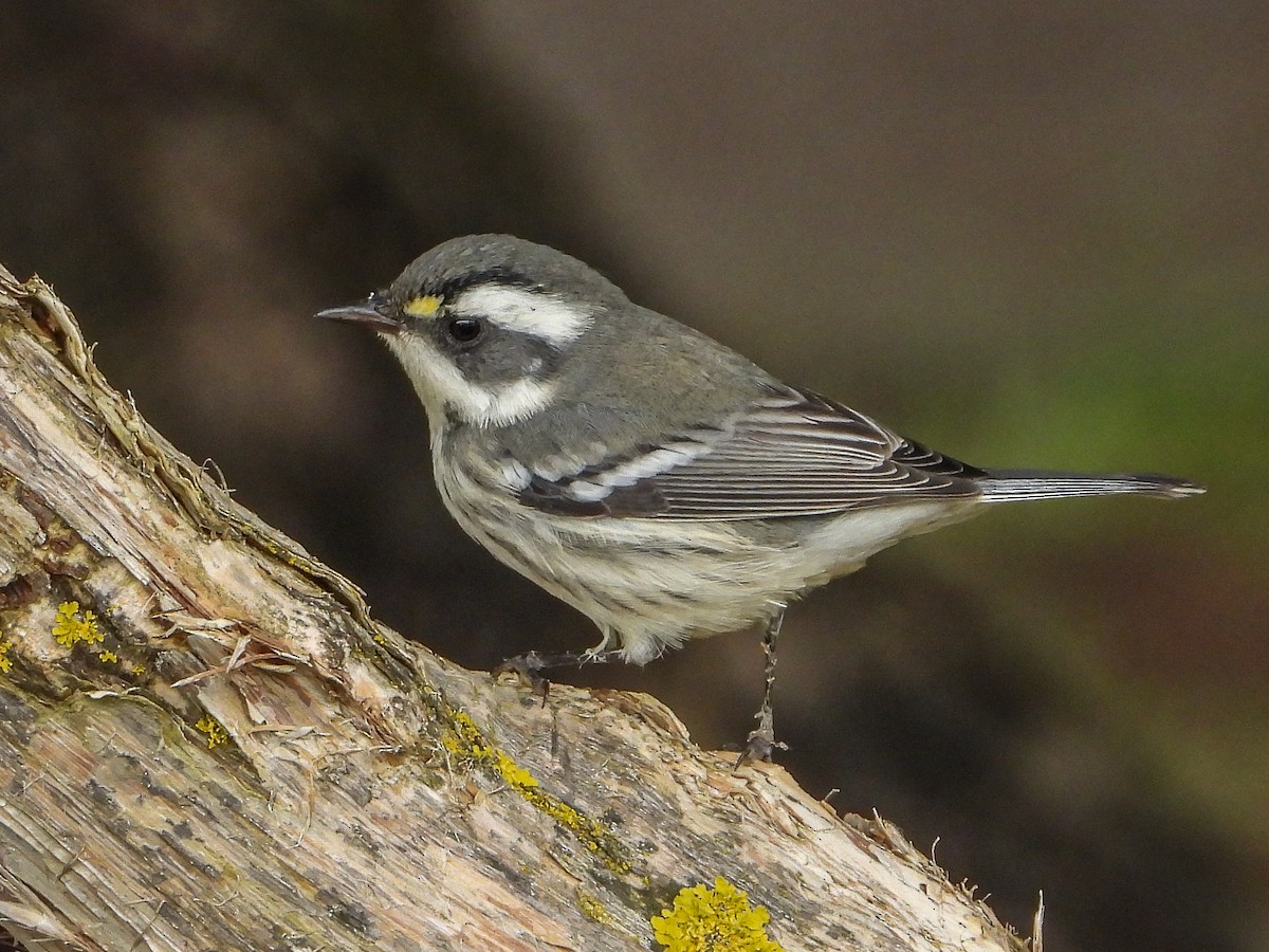 Black-throated Gray Warbler - ML264654671