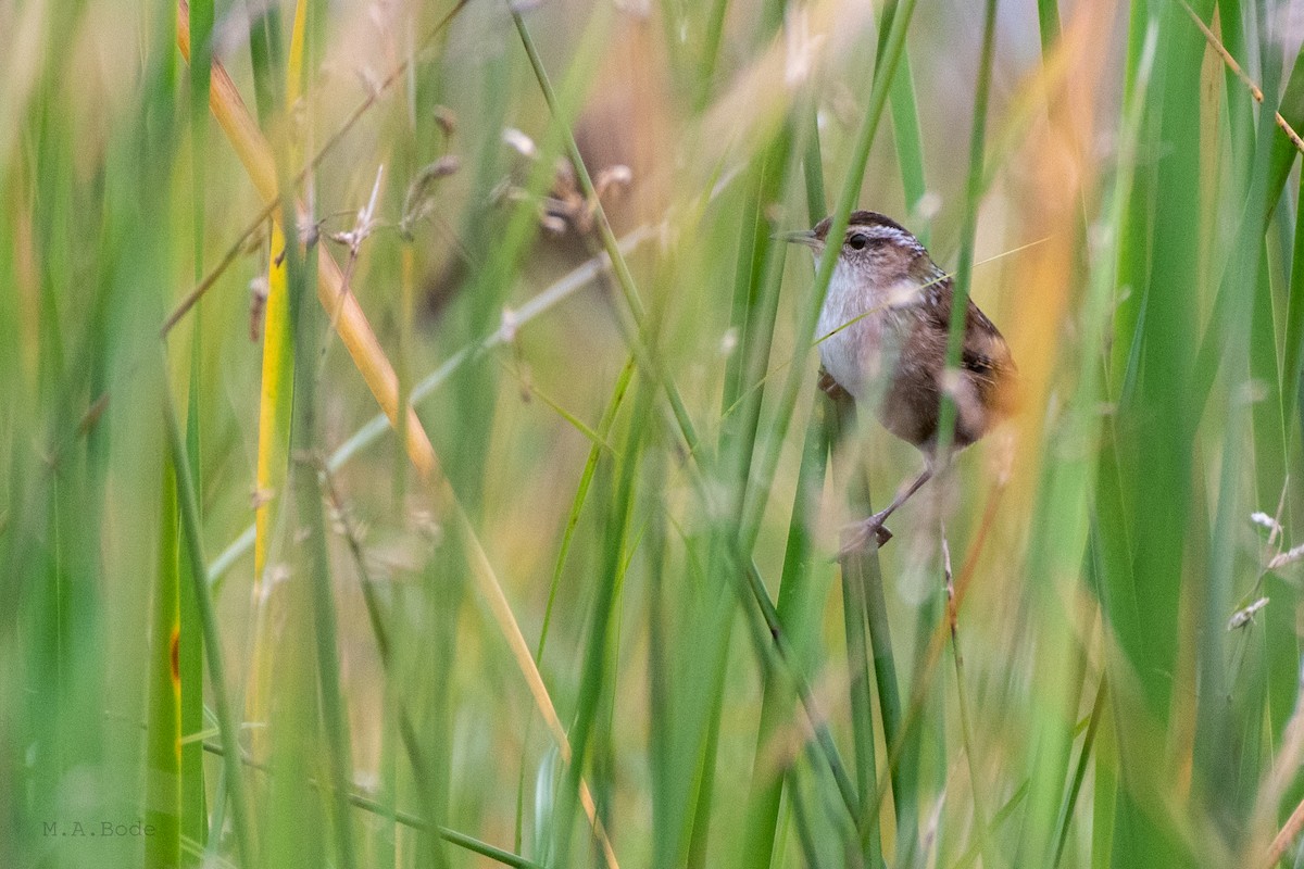 Marsh Wren - ML264654861