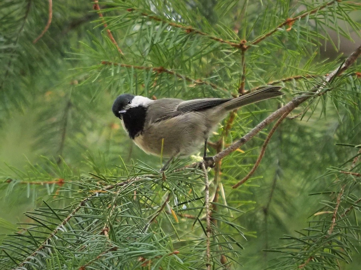 Mésange grise - ML264655381