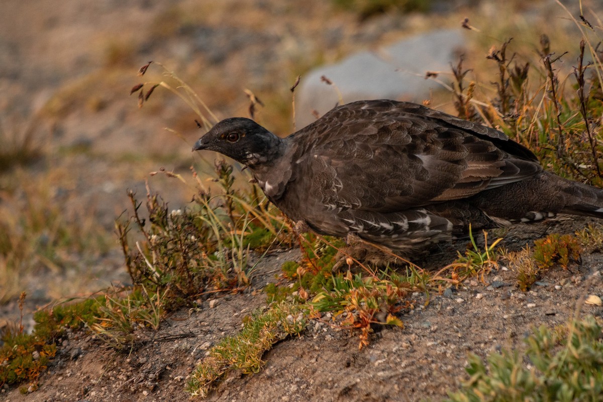 Sooty Grouse - Alexander Rurik