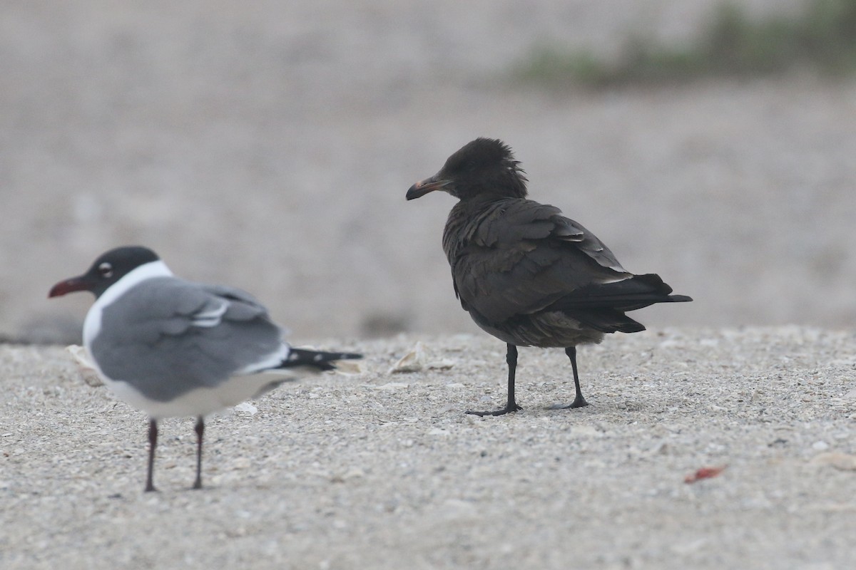 Heermann's Gull - ML26465681