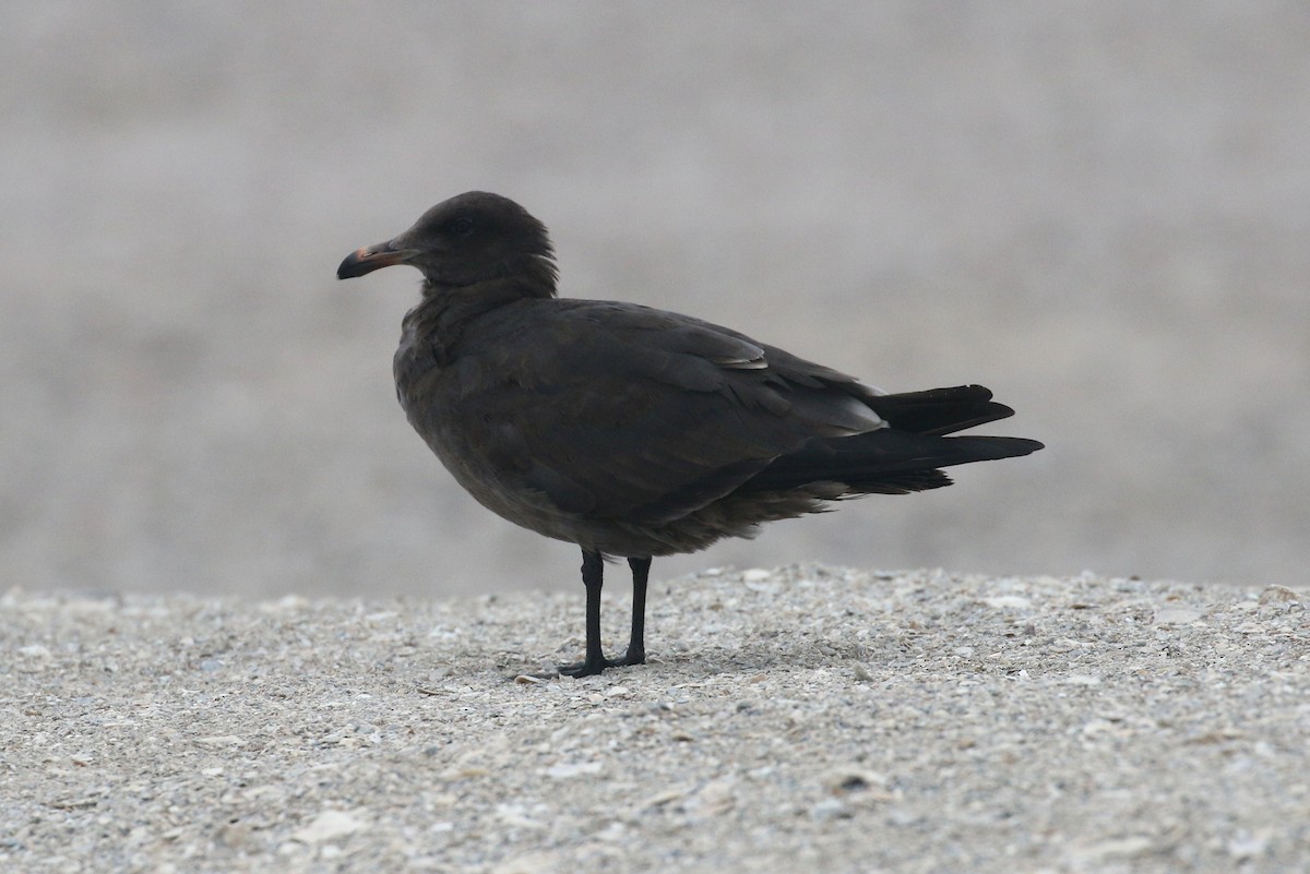 Heermann's Gull - ML26465691