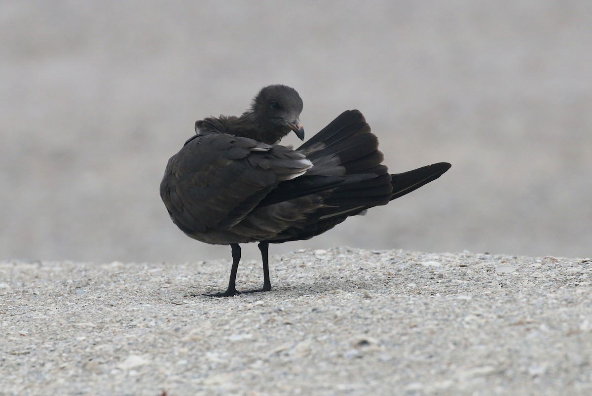 Heermann's Gull - ML26465701