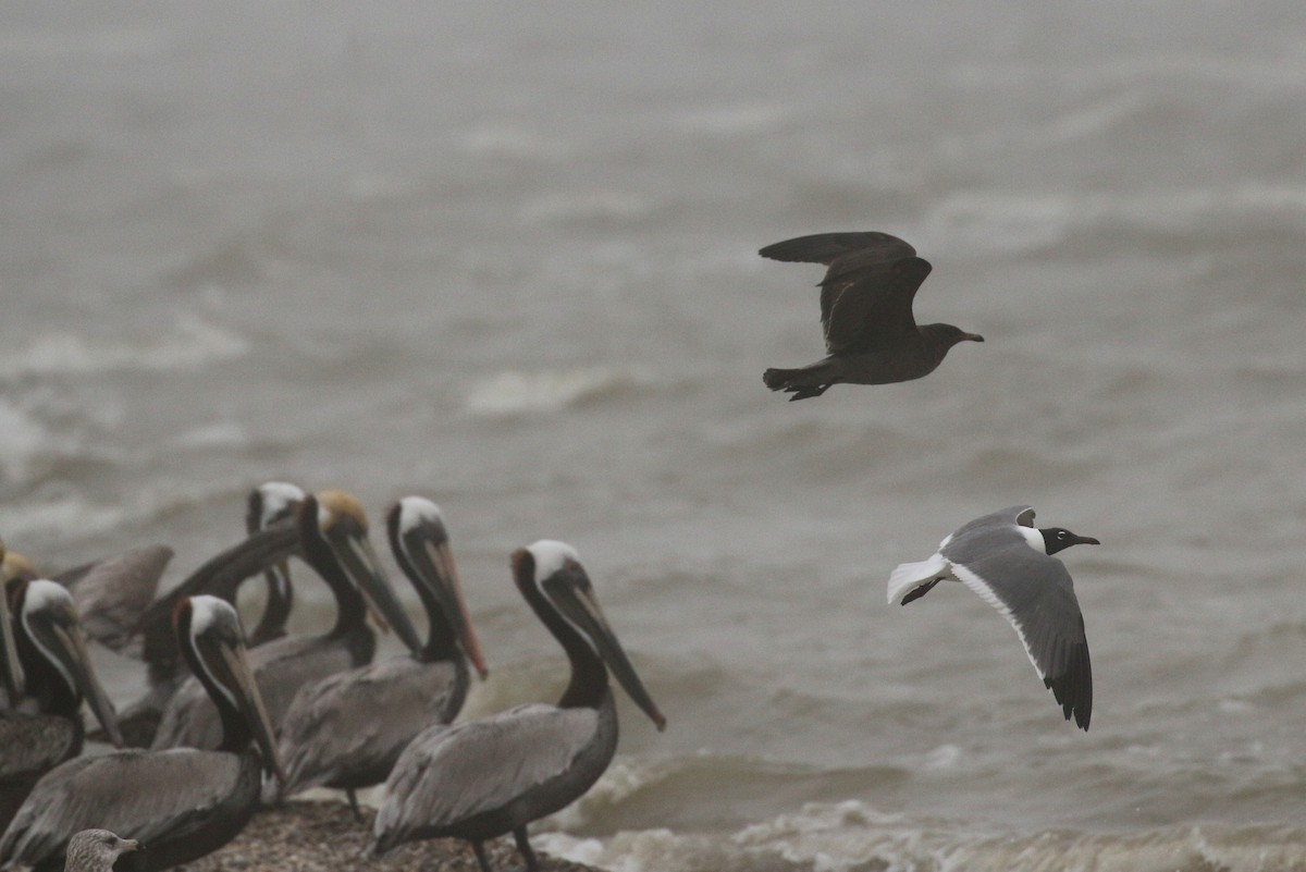 Heermann's Gull - ML26465721