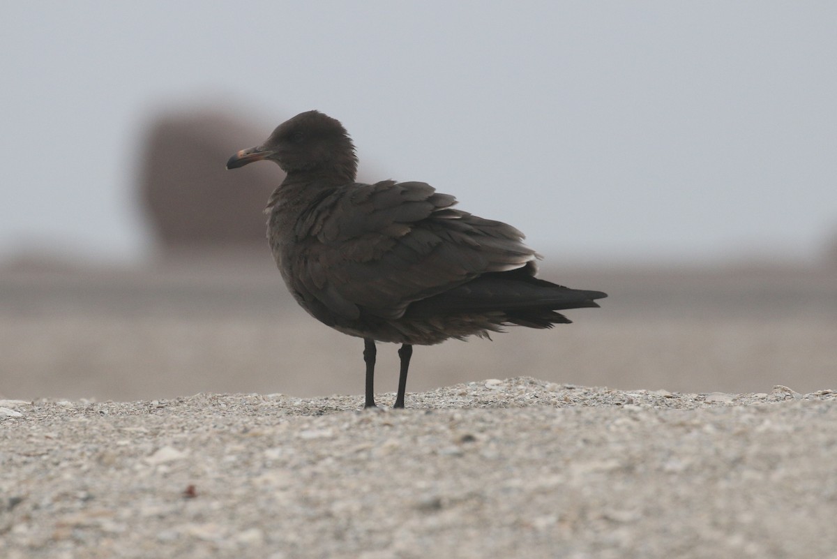 Heermann's Gull - ML26465731