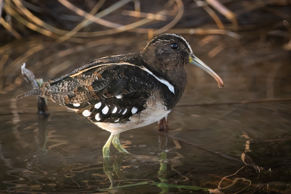 South American Painted-Snipe - Pablo Re