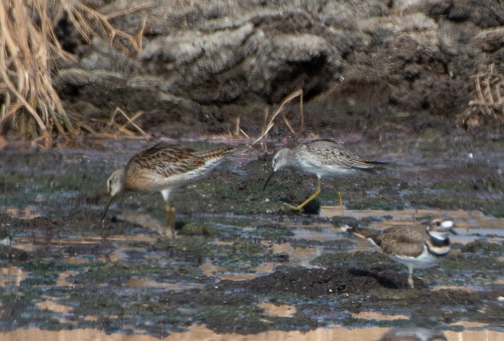 Stilt Sandpiper - ML264657981