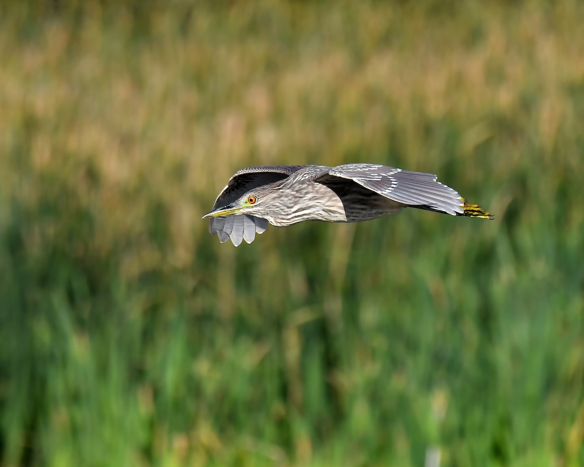 Black-crowned Night Heron - Ed McAskill