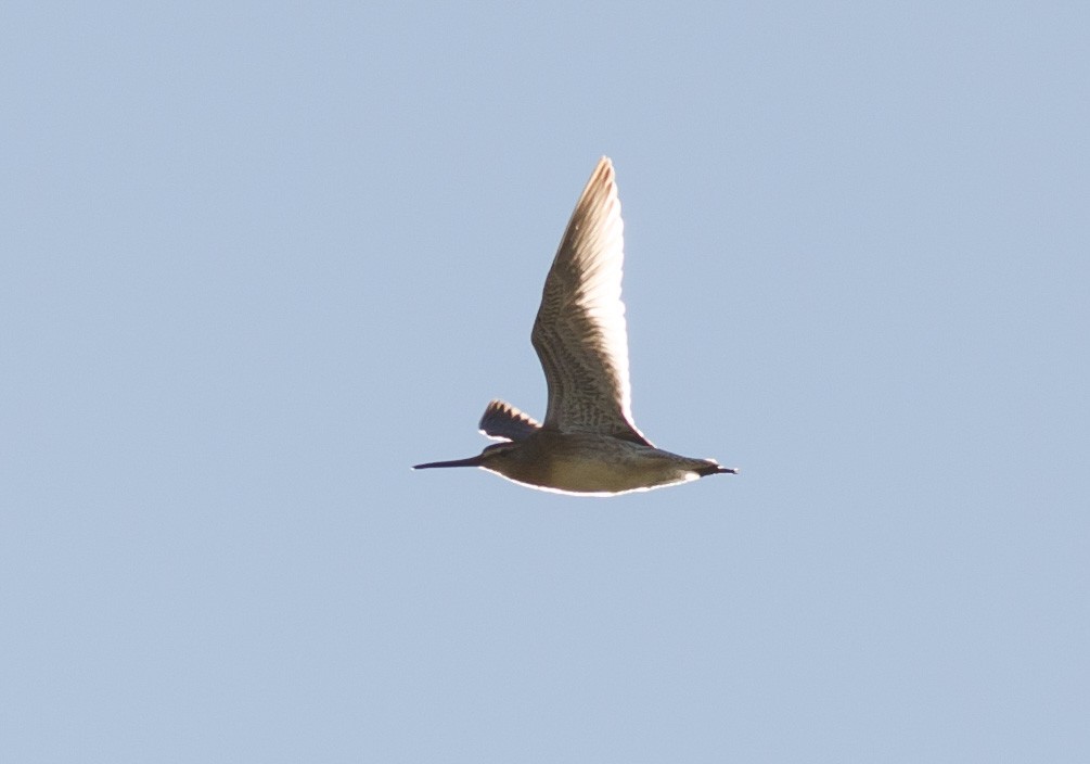 Short-billed Dowitcher - ML264660141