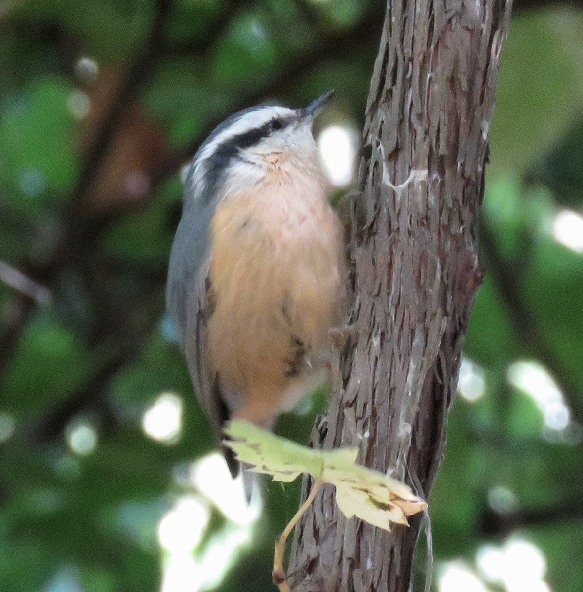 Red-breasted Nuthatch - ML264660421