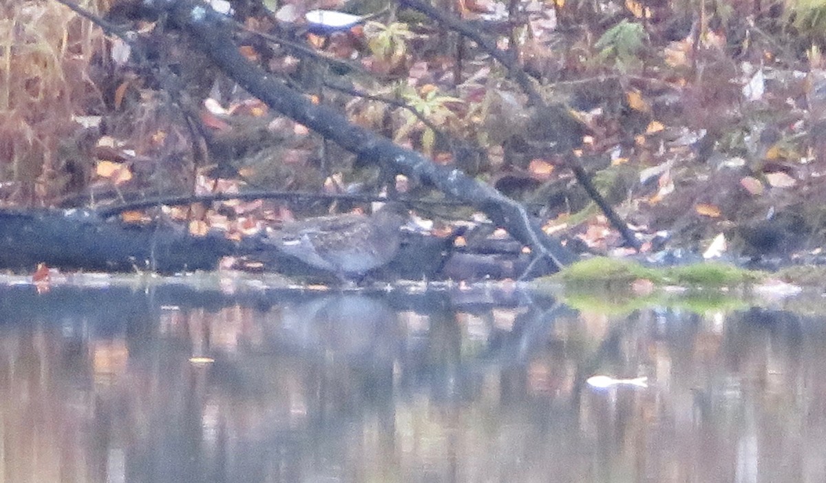 American Wigeon - ML264660841