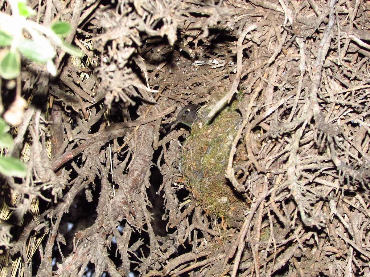 Black Metaltail - ML264661051