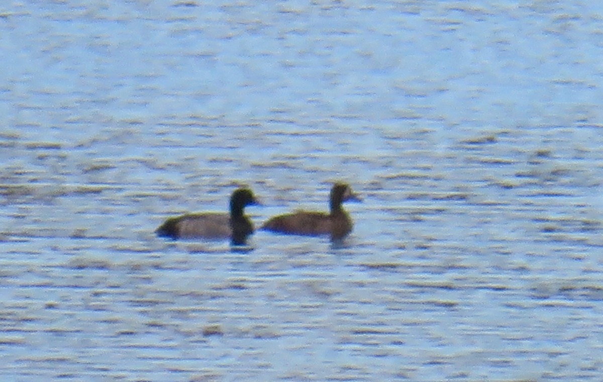 Greater Scaup - ML264661631