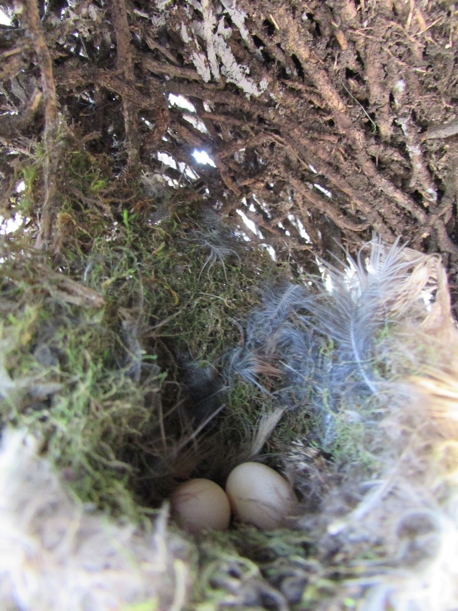 Black Metaltail - ML264662481