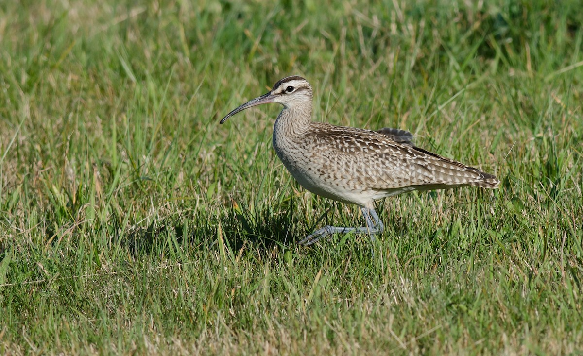 Whimbrel - Alix d'Entremont