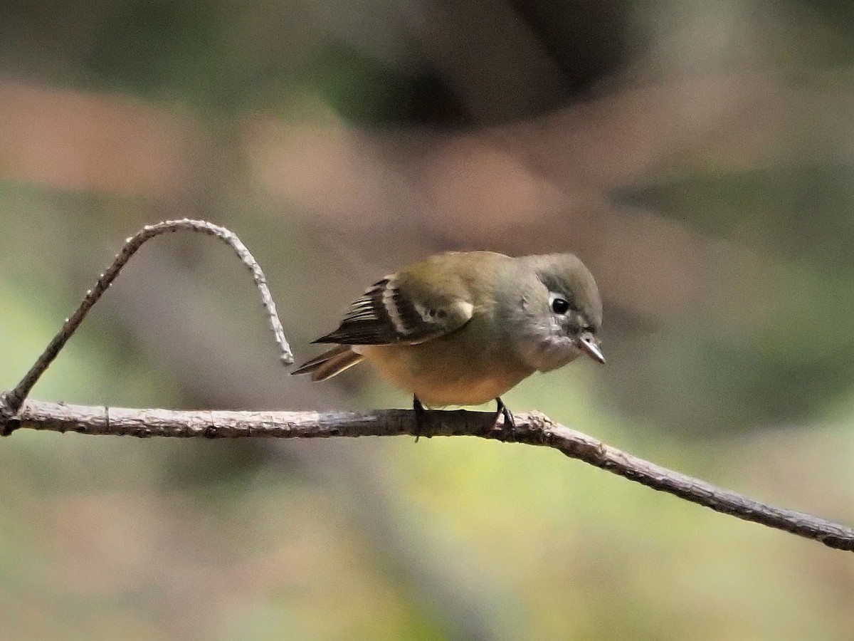 Empidonax sp. - ML264662861