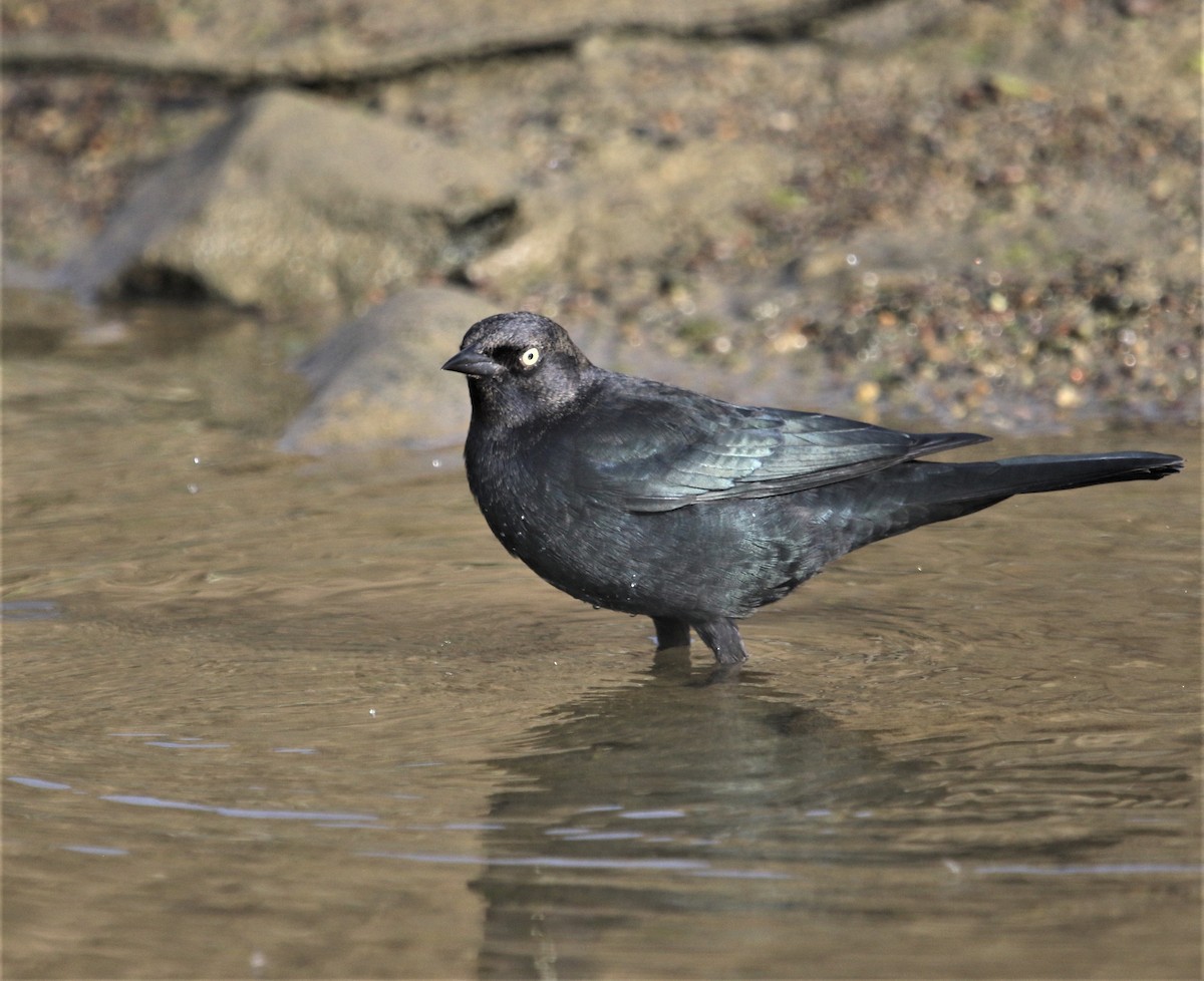 Brewer's Blackbird - ML264663801