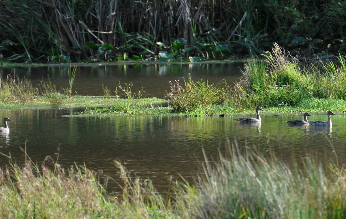 Northern Pintail - ML264663941