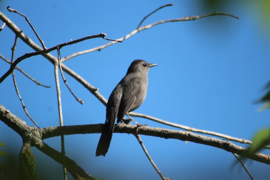 Gray Catbird - ML264664581