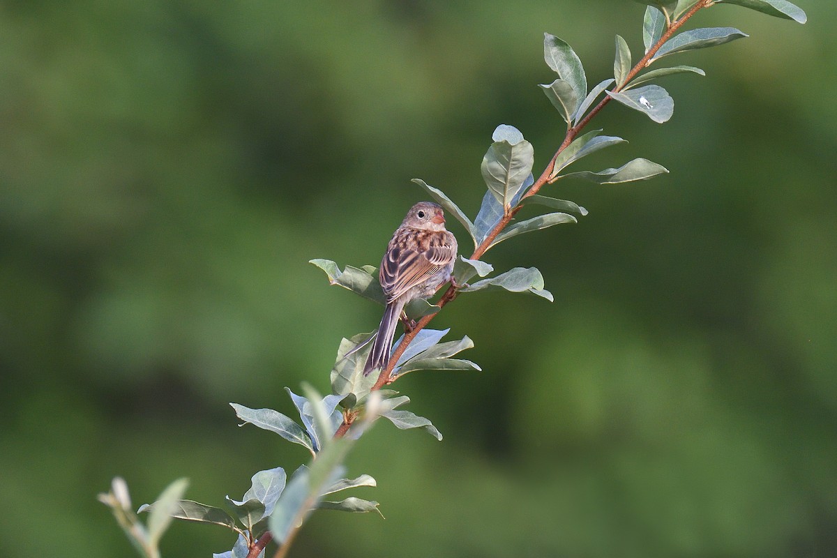 Field Sparrow - terence zahner