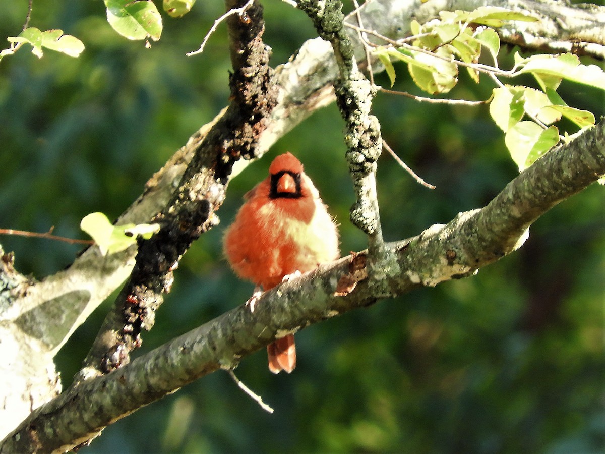 Northern Cardinal - ML264667521