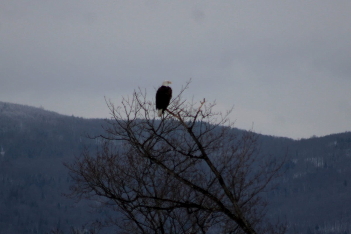 Bald Eagle - ML264668731