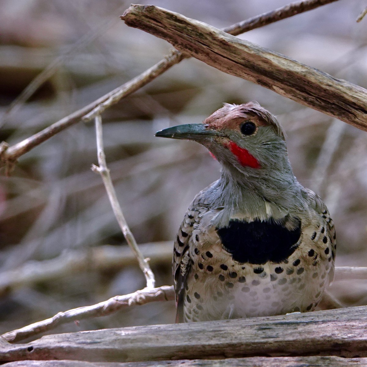 Northern Flicker (Red-shafted) - Curtis Smith
