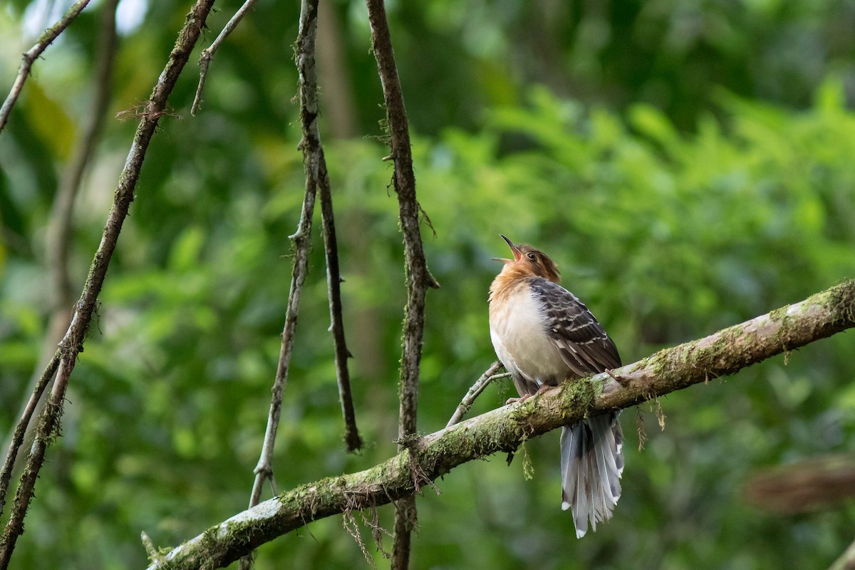 Pavonine Cuckoo - ML264669851