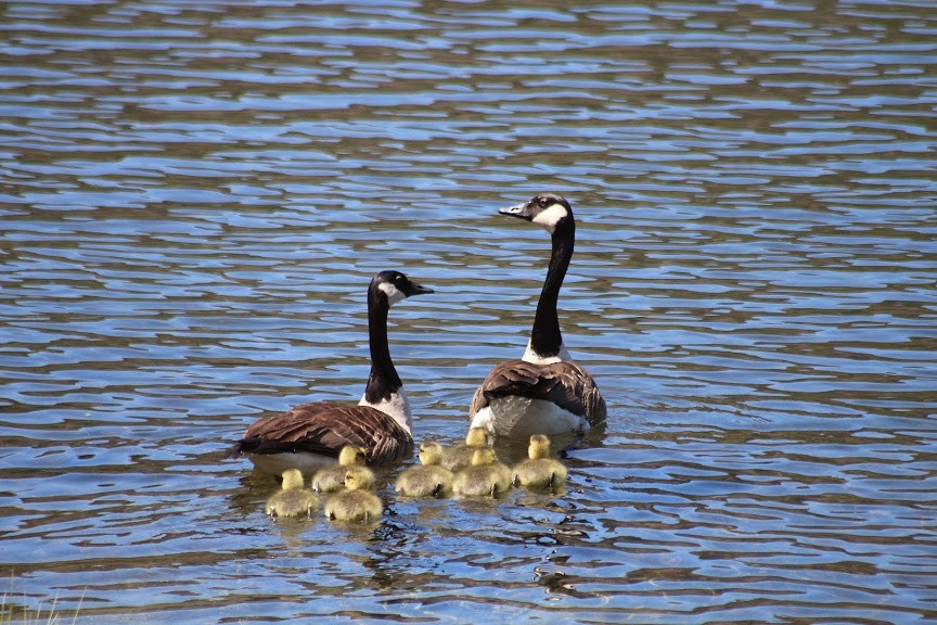 Canada Goose - ML264669961