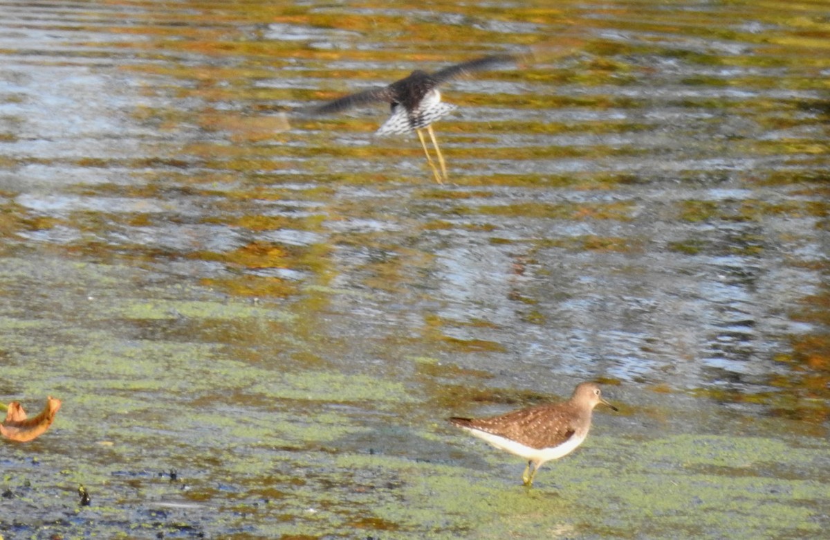 Solitary Sandpiper - ML264670021