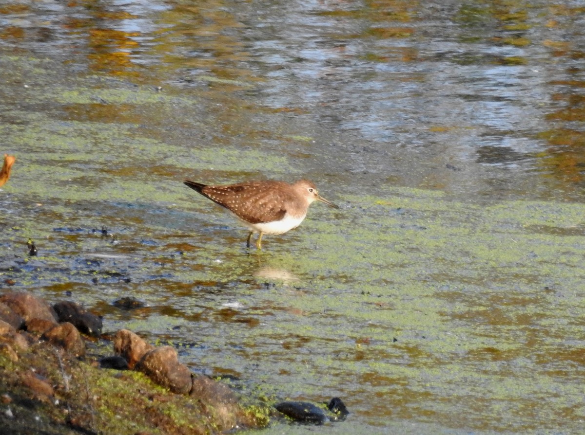 Solitary Sandpiper - Carolyn Longworth