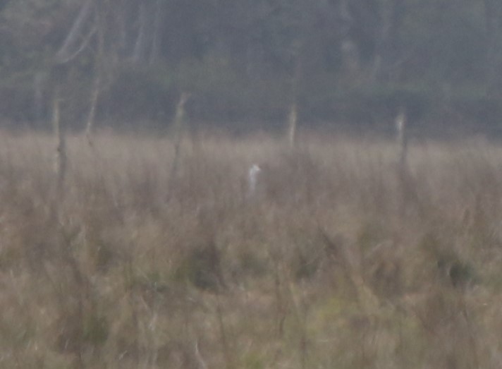 Sandhill Crane - ML264670071