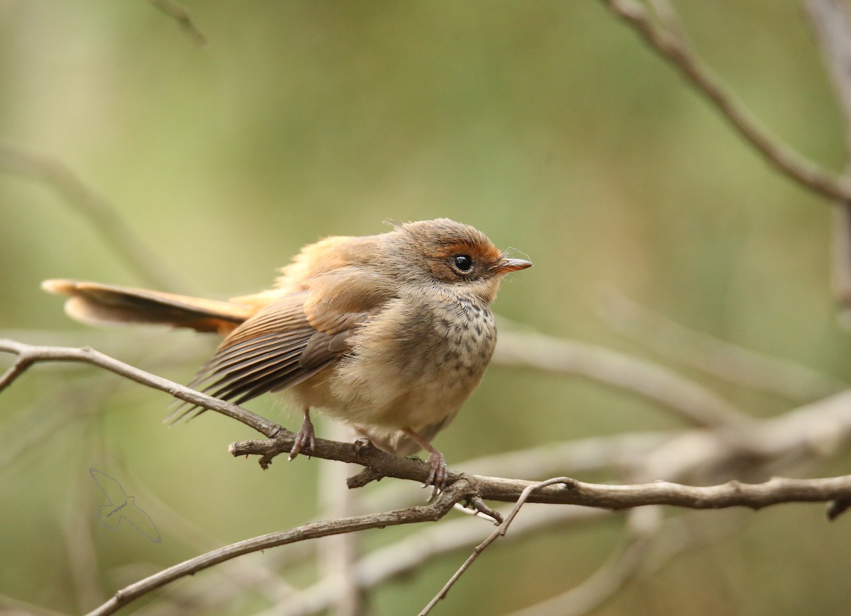 Australian Rufous Fantail - ML26467101