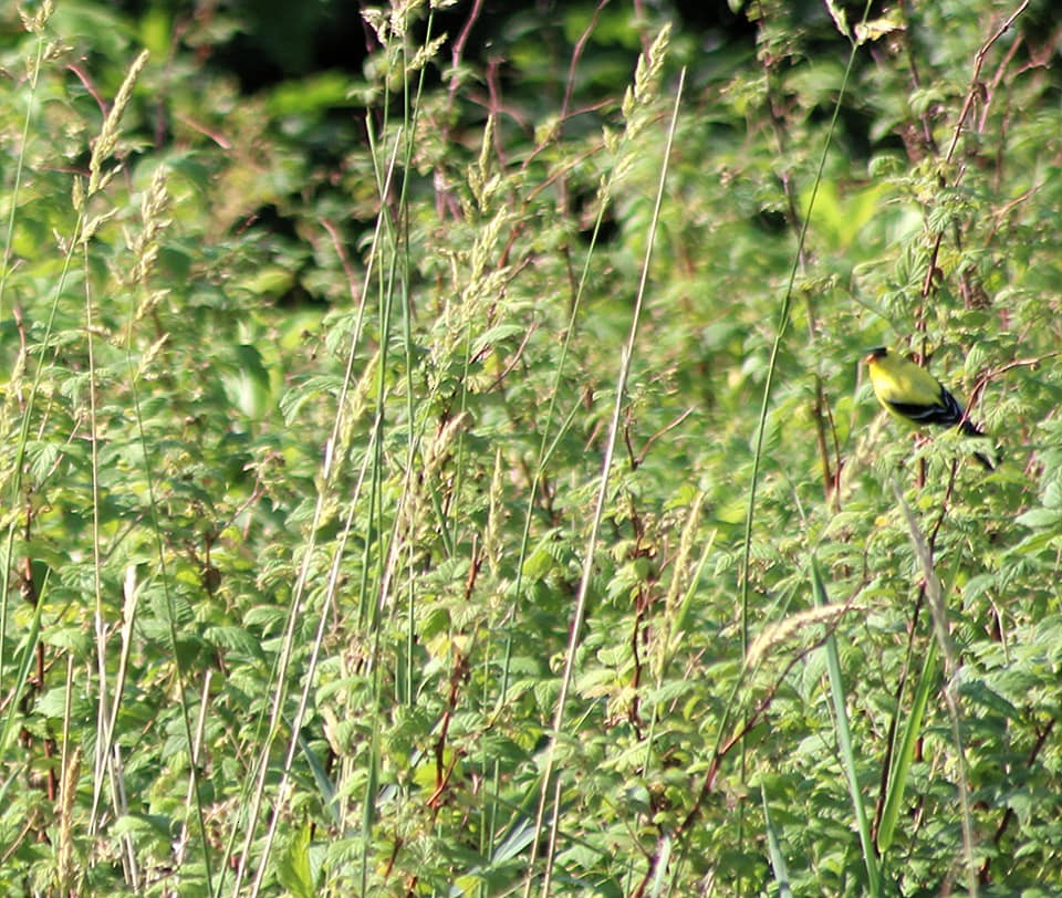 American Goldfinch - ML264671091