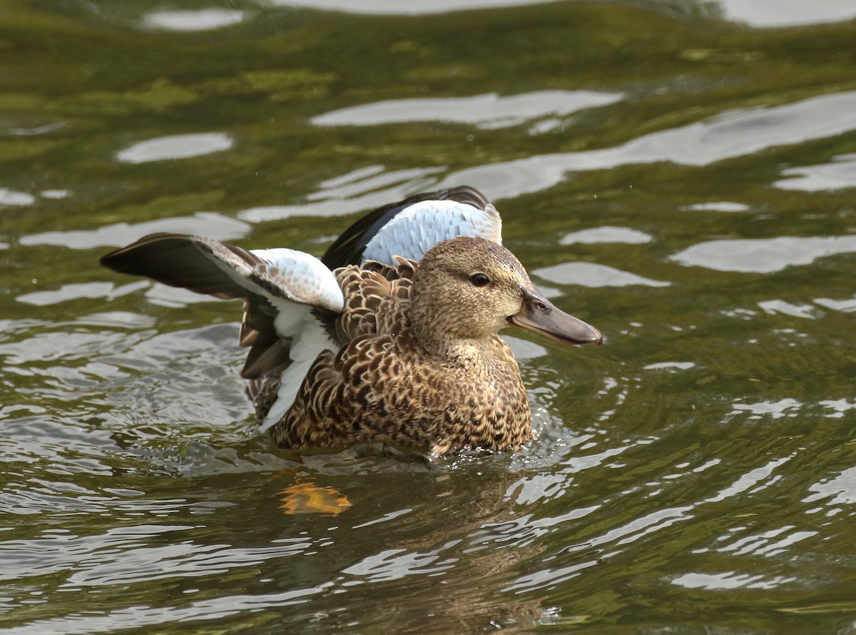Blue-winged Teal - ML264671141