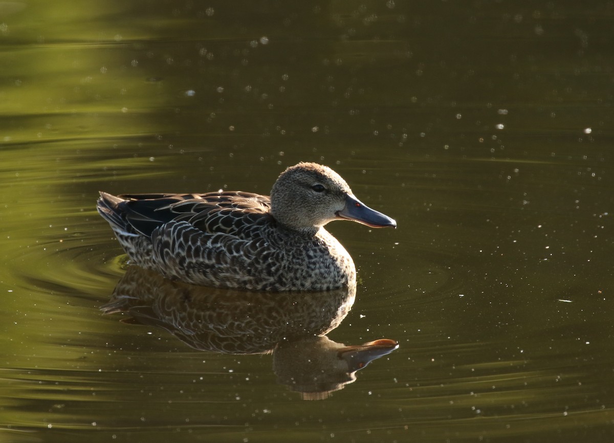 Blue-winged Teal - ML264671151