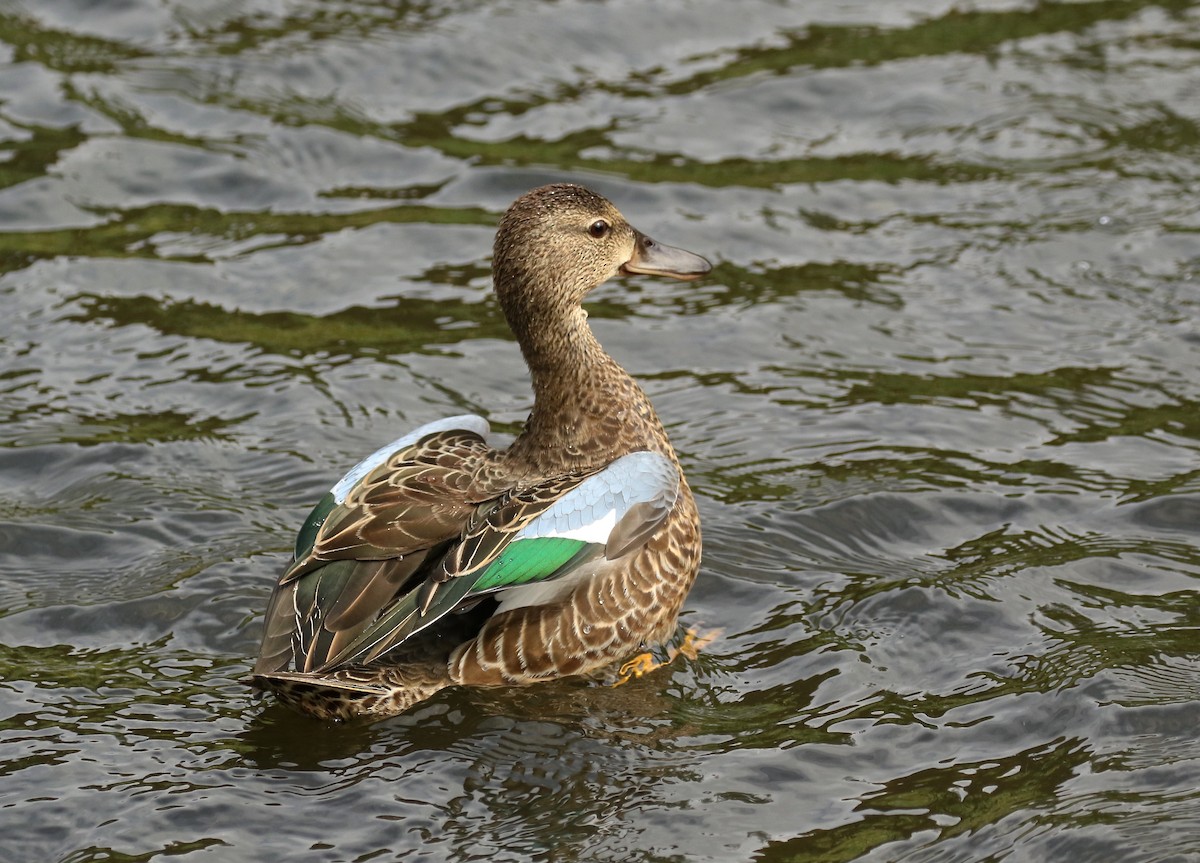 Blue-winged Teal - ML264671161