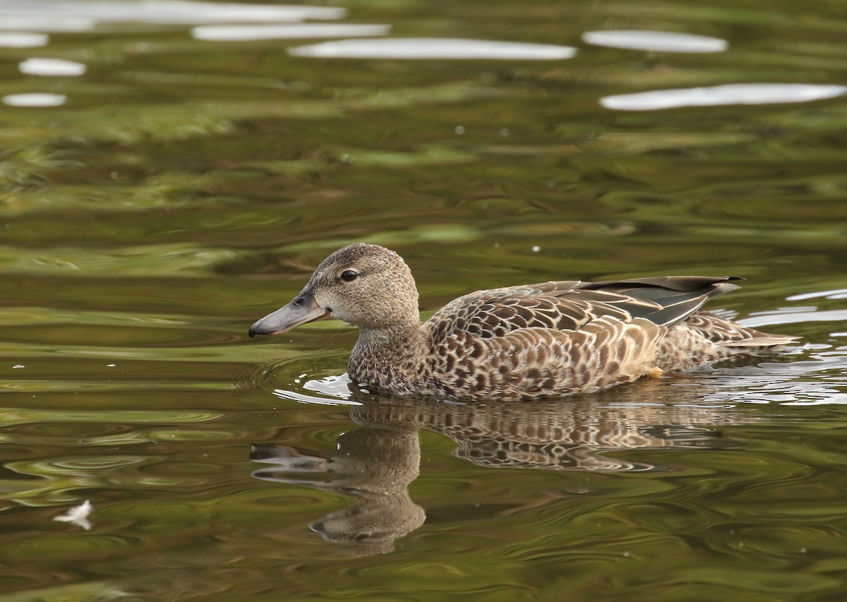 Blue-winged Teal - ML264671171