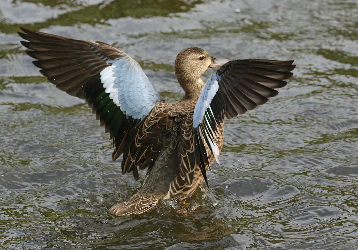 Blue-winged Teal - ML264671191
