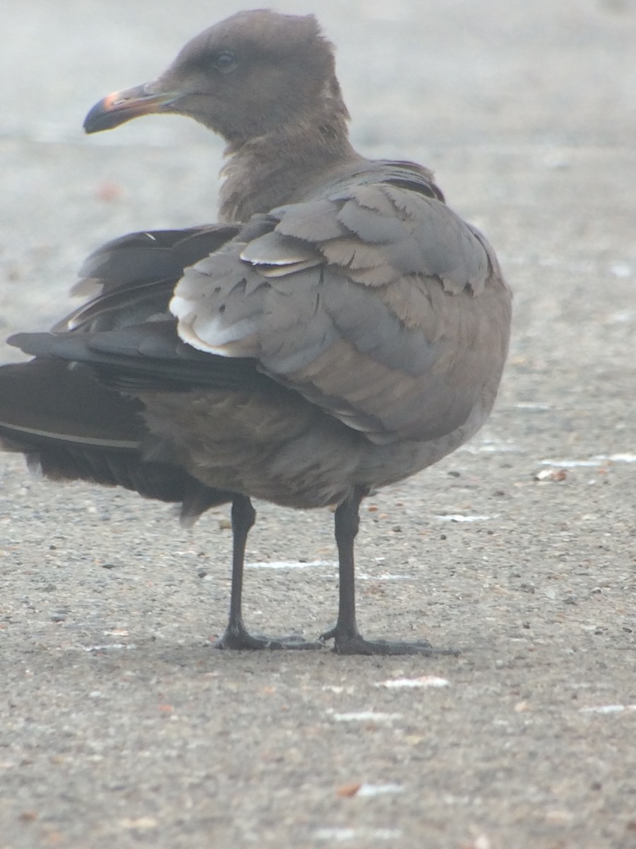 Heermann's Gull - ML26467151