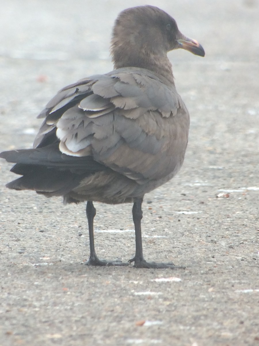 Heermann's Gull - ML26467171